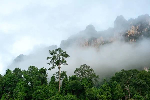 清晨雾中的绿色森林和高高的悬崖 图库照片