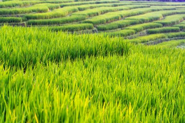 Chiang Mai, Tayland 'da pirinç tarlalarında yeşil pirinç yaprağı ve çeltik..