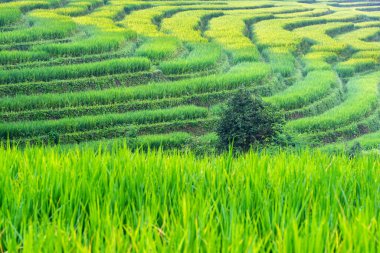 Chiang Mai, Tayland 'daki dağda yeşil pirinç terası ve çiftlik sırtı..