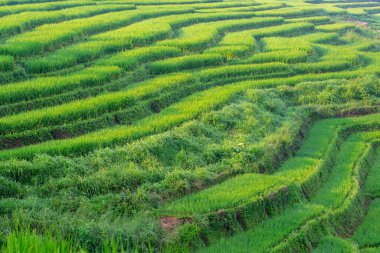 Tayland, Chiang Mai 'de sabah güneşinin altında yeşil pirinç terası..