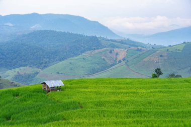 Dağları ve bulutları olan yeşil pirinç tarlasında küçük bir ahşap barınak Chiang Mai, Tayland.