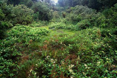 Chiang Mai, Tayland 'daki yeşil ormanda çiçekler, çimenler ve ağaçlar..