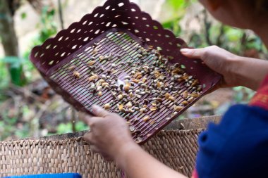 Asyalı kadın eli plastik ellerle kurumuş kahve çekirdeklerini eliyor..