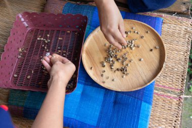 Asyalı eller kahve çekirdeklerini topluyor ağaç tepsi ve plastik elek ile gövde ve kabukları kaldırıyor..