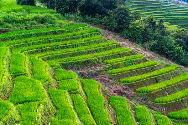 Terrazas Arroz Verde Montaña Pueblo Ban Pong Piang Chiang Mai —  Fotos de Stock