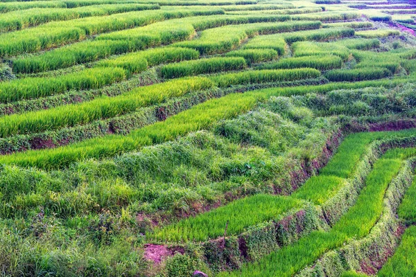 Πράσινο Πεδίο Του Ρυζιού Βεράντες Στο Βουνό Στο Τσιάνγκ Μάι — Φωτογραφία Αρχείου