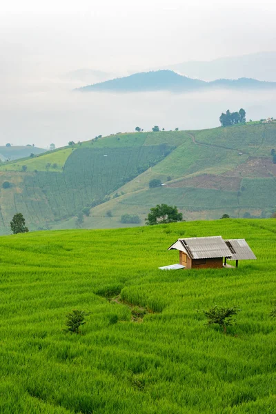 Dağlı Yeşil Pirinç Tarlasında Küçük Ahşap Bir Tayland Chiang Mai — Stok fotoğraf