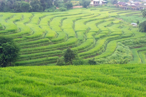 Πράσινη Βεράντα Ρυζιού Και Μικρό Χωριό Στο Βουνό Στο Chiang — Φωτογραφία Αρχείου