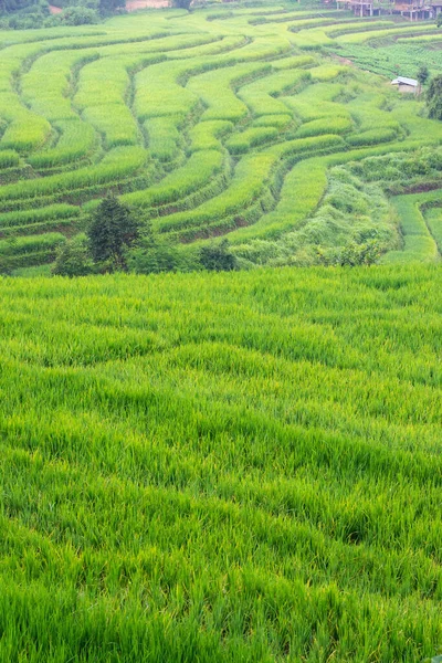 Terraza Arroz Verde Granja Montaña Chiang Mai Tailandia —  Fotos de Stock