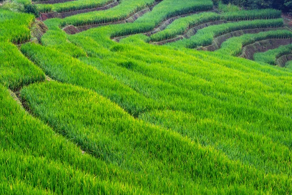 Terraza Arroz Verde Montaña Chiang Mai Tailandia —  Fotos de Stock