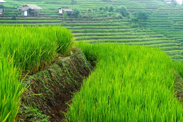 Groene Rijstboerderij Met Rijstterras Huisjes Bergachtige Achtergrond Chiang Mai Thailand — Stockfoto