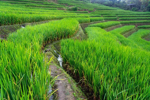 Terraza Arroz Verde Montaña Chiang Mai Tailandia —  Fotos de Stock