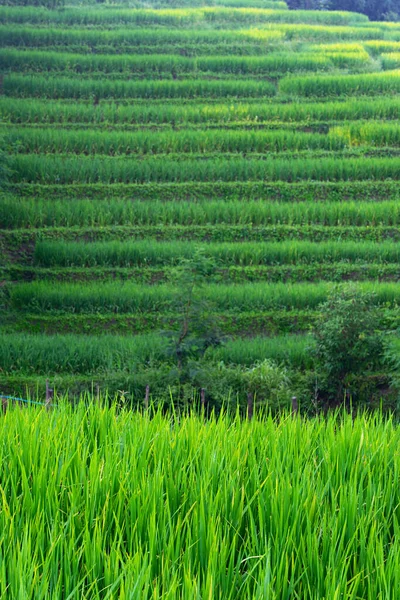Groene Rijst Padie Blad Met Rijst Terras Achtergrond Chiang Mai — Stockfoto