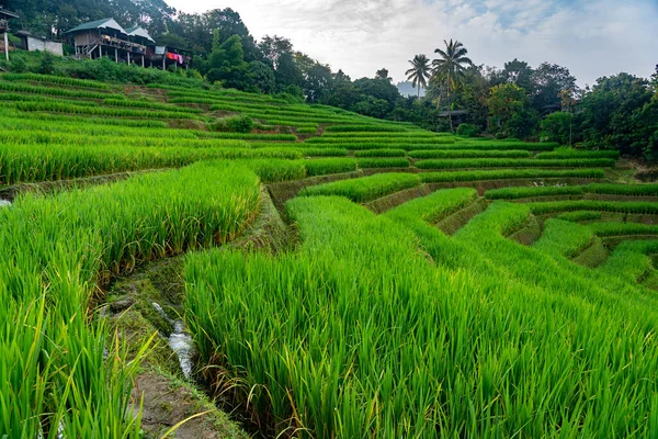 Terraço Arroz Verde Com Pequenas Casas Árvores Montanha Chiang Mai — Fotografia de Stock