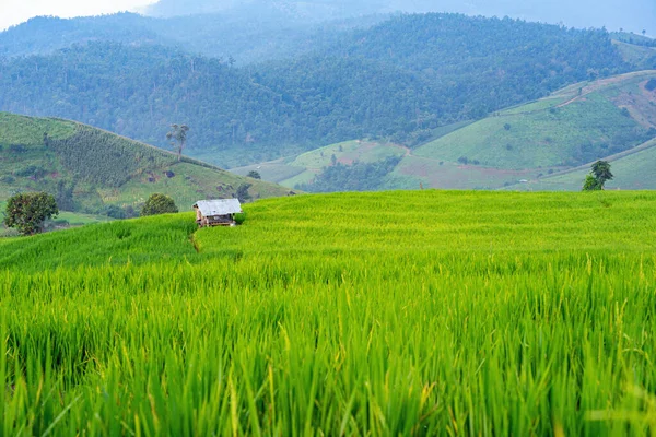 Chiang Mai Tayland Dağ Orman Geçmişi Olan Yeşil Pirinç Tarlasında — Stok fotoğraf