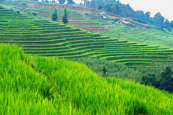 Terrazas Arroz Verde Con Pequeñas Casas Madera Montaña Chiang Mai —  Fotos de Stock