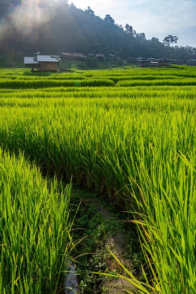 Πράσινο Αγρόκτημα Ρυζιού Μικρό Χωριό Και Ορεινό Υπόβαθρο Τσιάνγκ Μάι — Φωτογραφία Αρχείου