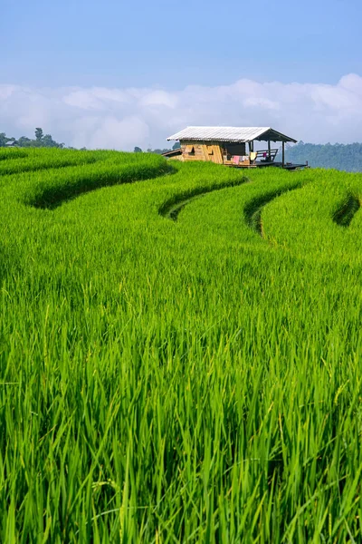 Μικρό Ξύλινο Σπίτι Στο Χωράφι Πράσινο Ρύζι Φόντο Γαλάζιο Του — Φωτογραφία Αρχείου