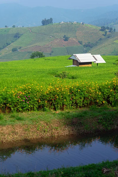 Μικρό Σπίτι Μπαμπού Στον Τομέα Του Πράσινου Ρυζιού Μικρή Λίμνη — Φωτογραφία Αρχείου
