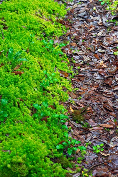 Grüne Pflanzen Und Farne Auf Dem Feuchten Boden Mit Braunen — Stockfoto