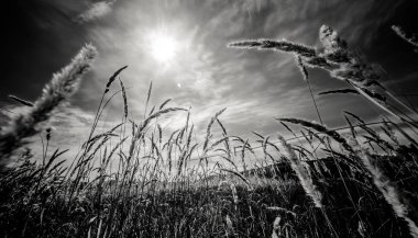 Siyah ve beyaz bitkiler