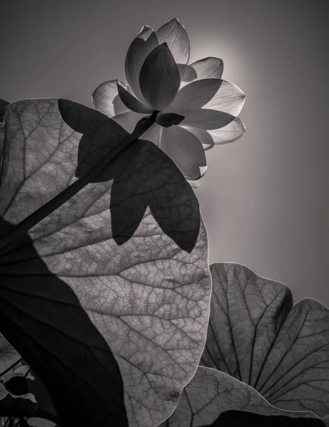 Black and white plants