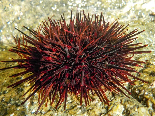 Habitantes Marinhos Subaquáticos Echinoderm Ouriço Mar Fotografia De Stock