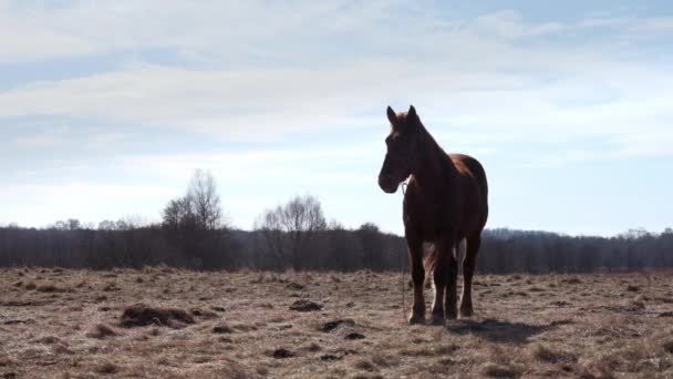 Un caballo está en el campo. Un caballo solitario está en un establo. caballo mirando en diferentes direcciones. Día de otoño — Vídeos de Stock