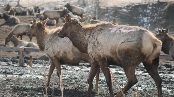 Una granja de marals. Una manada de ciervos siberianos con cuernos grandes caminan en la pluma — Vídeo de stock