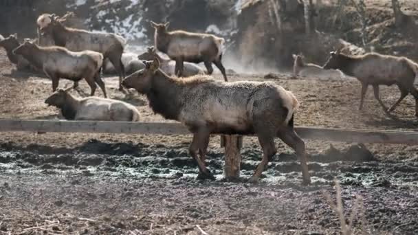 une ferme de marals. Un troupeau de cerfs sibériens avec de grandes cornes marche dans la plume 