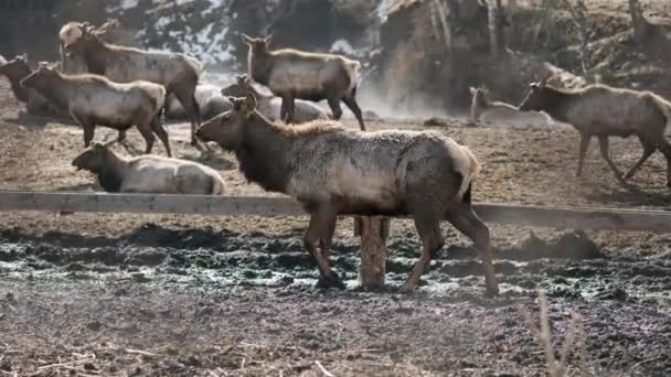 Una granja de marals. Una manada de ciervos siberianos con cuernos grandes caminan en la pluma — Vídeo de stock