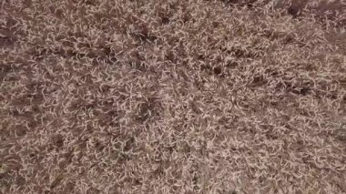 Anteni: Uçuş buğday alan. Yukarıdan görüntülemek.