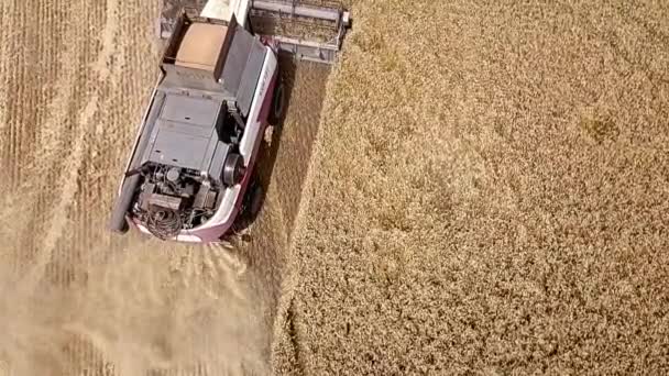 Vue aérienne Combiner La moissonneuse récolte le blé au coucher du soleil. Récolte des champs de céréales, campagne agricole. 4K. Beau paysage aérien naturel. Concept d'industrie alimentaire. coup au ralenti — Video