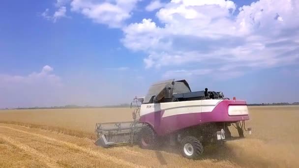 Luchtfoto combineren Harvester verzamelt de tarwe bij zonsondergang. Het oogsten van graan veld, bijsnijden seizoen. 4 k. mooie luchtfoto natuurlandschap. Voedsel industrie concept. Slow-motion shot — Stockvideo