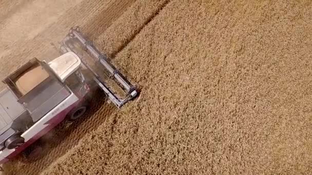 Vista aérea Combine Harvester recoge el trigo al atardecer. Cosechando el campo de grano, la temporada de cosecha. 4K. Hermoso paisaje aéreo natural. Concepto de industria alimentaria. disparo en cámara lenta — Vídeos de Stock