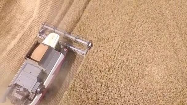 Aerial view Combine Harvester gathers the wheat at sunset. Harvesting grain field, crop season. 4K. Beautiful natural aerial landscape. Food industry concept. slow motion shot — Stock Video