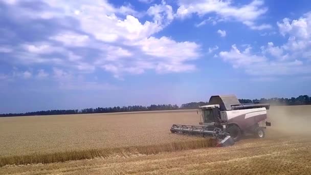 Letecký pohled na kombajn kombinovat shromáždí pšenici při západu slunce. Sklizeň obilí pole, plodiny sezóny. 4 k. krásné vzdušné krajiny. Jídlo koncept průmyslu. zpomalený záběr — Stock video