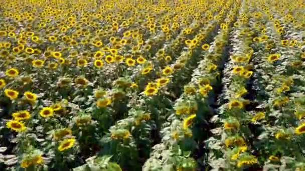 AERIAL VIEW: Flight over the sunflower field in sunset. — Stock Video