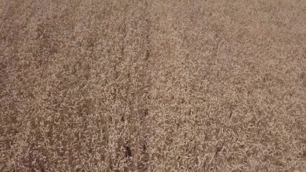 Vuelo sobre el campo de trigo. Vista desde arriba . — Vídeos de Stock