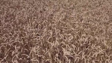 Anteni: Uçuş buğday alan. Yukarıdan görüntülemek.