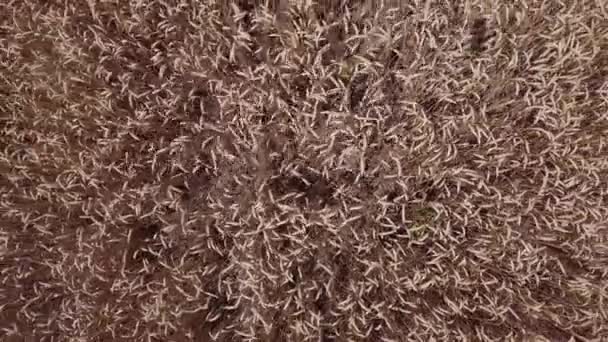 AERIAL: Flight over the wheat field. View from above. — Stock Video