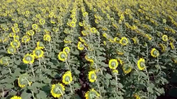 AERIAL VIEW: Flight over the sunflower field in sunset. — Stock Video