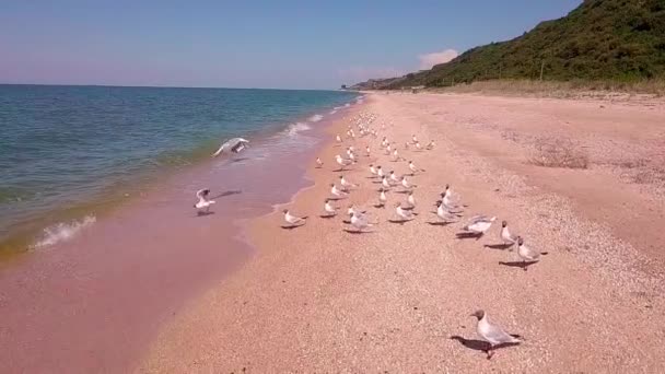 4k antenowe: latanie dronem na stado ptaków na plaży powodujące masowe chaosu. mewy startu na brzegu morza. — Wideo stockowe