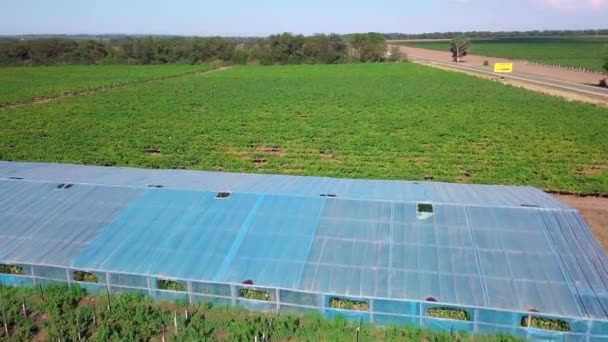 Aerial - Flight over the greenhouse in which grapes are grown. Old greenhouses — Stock Video