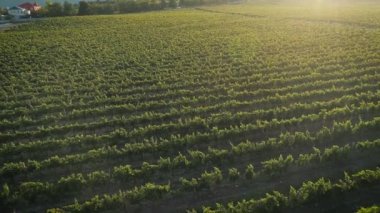 Havadan görüntüleri, Rusya'da Sunset'teki muhteşem üzüm bağları.
