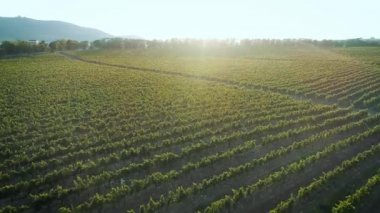 Havadan görüntüleri, Rusya'da Sunset'teki muhteşem üzüm bağları.