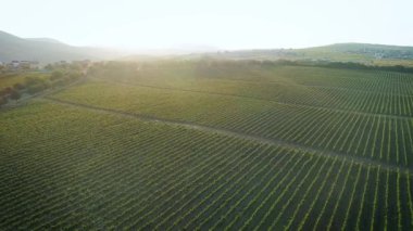 Havadan görüntüleri, Rusya'da Sunset'teki muhteşem üzüm bağları.