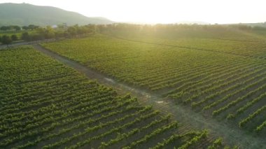 Havadan görüntüleri, Rusya'da Sunset'teki muhteşem üzüm bağları.