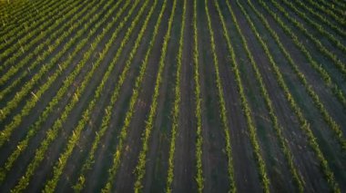 Havadan görüntüleri, Rusya'da Sunset'teki muhteşem üzüm bağları.