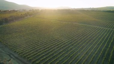 Havadan görüntüleri, Rusya'da Sunset'teki muhteşem üzüm bağları.